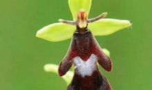 人和动物一定需要植物吗？_450字