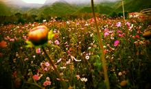 花在心灵绽放_400字