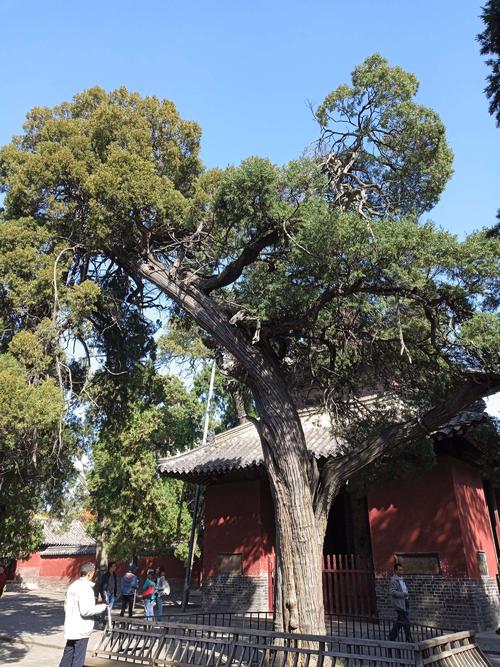 我的旧_2000字