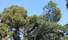 我的老同_2000字