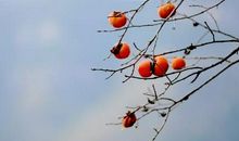 依依秋风醉，念捻秋日情_1200字