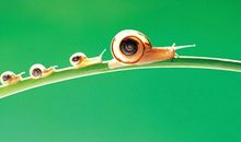 与蜗牛说笑_1200字