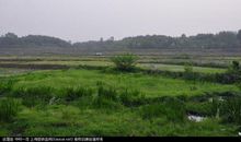 家乡的田野_500字