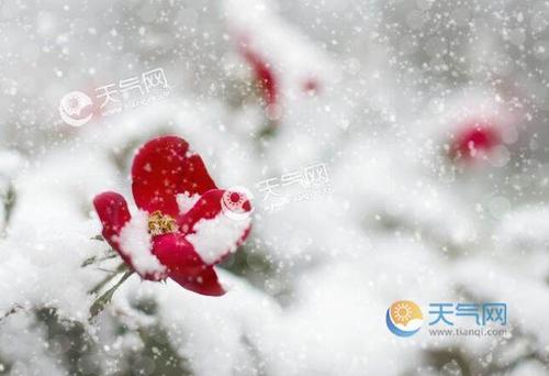 冬天即将到来，白色雪花如同预定。我踩到了学校的水泥路上，我的耳朵漂浮着：“嘿，我来了！”你很自豪，你不熟悉互相微笑的人，你会让孩子们互相欢呼。我来到学校，直筒水泥道已经覆盖了一个长长的白色地毯，如此纯净，然后水晶，看到真的不能忍受脚。在路边是两排杨树，就像两排，穿着白色斗篷的守护，一个微风，和杨树上的雪漂浮在脸上，落在脸上，脖子，我感到凉爽。