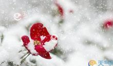 冬天的白雪_600字