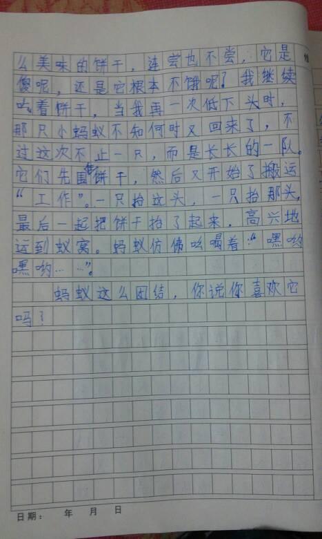 冬青树的自我粉红色_350字