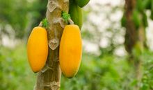 关于水果的作文：水果之王木瓜_650字