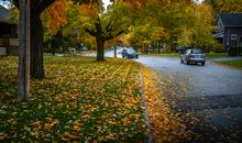 小区的秋景_250字