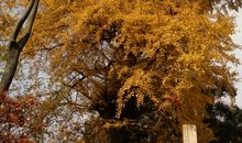 一年级状物作文：银杏树_200字