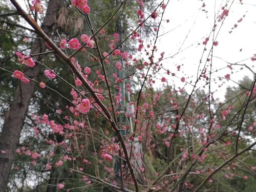春天旅游湖_300字