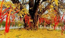 南京的秋天_350字