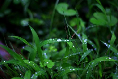 雨后春天_100字