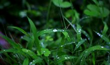 雨后的春天_100字