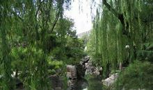 清明节习俗：插柳