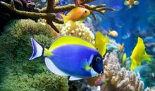 小学生养水族好，不好？_350字