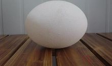 难啃的鸵鸟蛋_600字