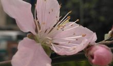 桃花浅笑处_600字