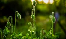 生命中幸福的事_650字