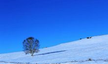 我爱你，塞北的雪_650字