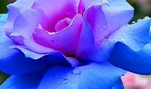 梦里留花_1000字