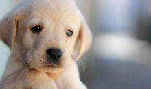 淡淡的忧伤_800字