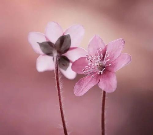 伤害，鲜花，雨季_900字