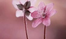 伤城流年，花落雨季_900字