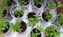 种子·等待·成长_1500字