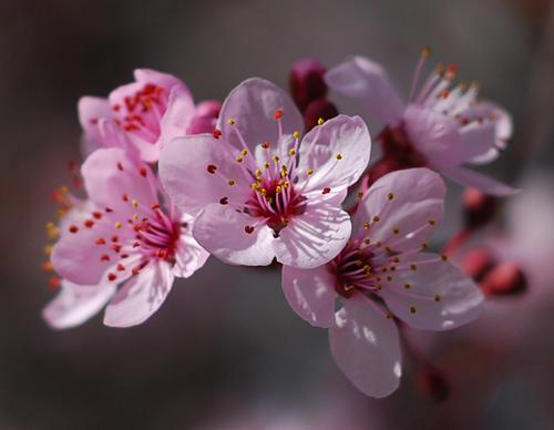 樱花时间_800字