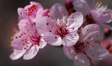 樱花烂漫时_800字