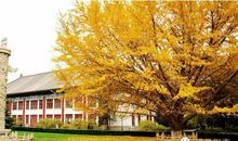 学校的银杏树_750字