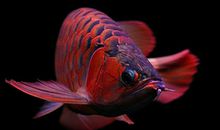 假如我是一条鱼_500字