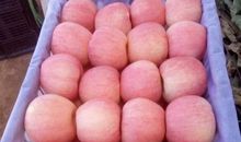 一只诚信牌苹果_450字