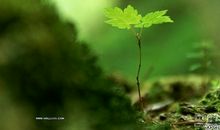 绿色的力量_550字