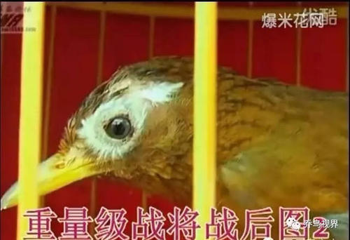 我们错过的是珍贵_1200字