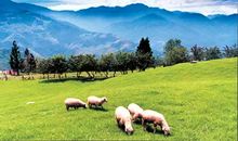 我想去台湾_450字