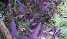 避免近视的研究报告2000字_1500字