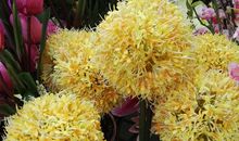 紫目樱（五）_1500字