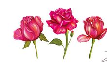 赠人玫瑰，手有余香_500字