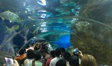 美丽的圣亚世界_450字