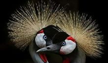 心灵的呼唤_2000字