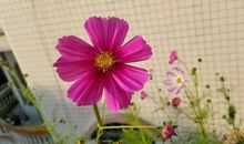 花开、花已落_350字