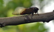 读《蝉》有感_450字