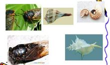 读《蝉》有感_550字