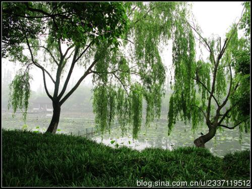 醉酒雨_300字