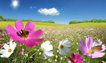 [PK赛]关于春的作文：春景_800字