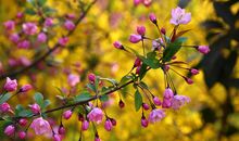 [PK赛]关于春天的作文：春天_150字