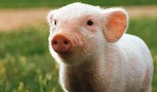 读《夏洛特的网》有感_650字