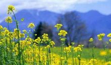 [PK赛]关于春天的作文：春日游_800字