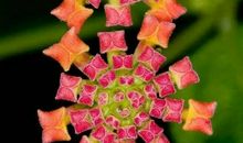 睡梦历险之奇花_2000字